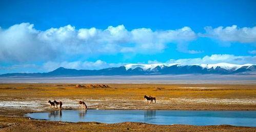 可可西里,探寻可可西里的神秘与生态奇迹